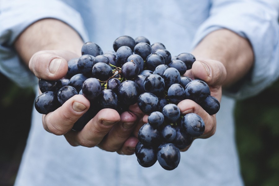 una persona, gente, hombre, trabajo, agricultor, cultivo, viñedo, cosecha, uva, uvas, negra, frutas, racimo, primer plano, 