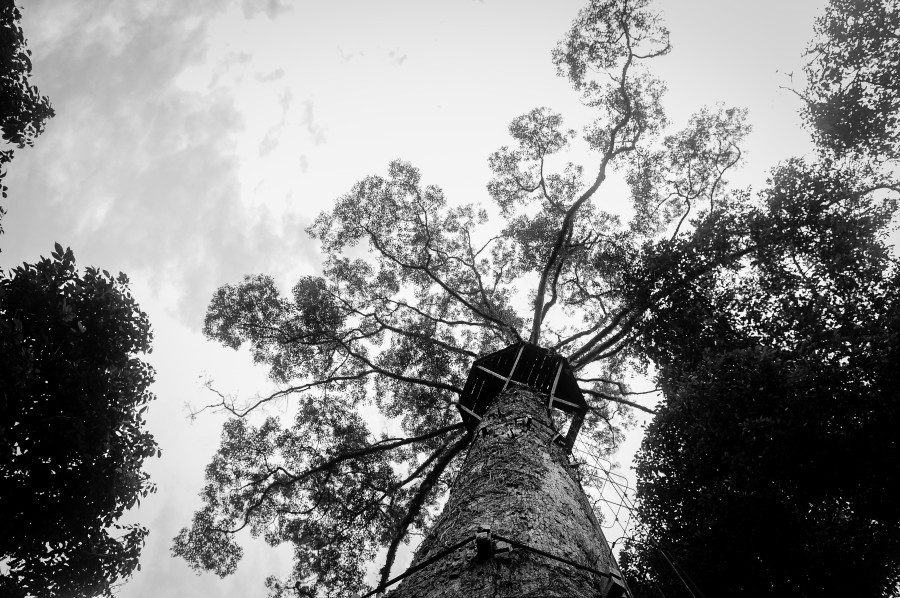 B & W, arboles, escalada, bosque, selva, casa del arbol, madera, bosque, blanco y negro, casa, arbol