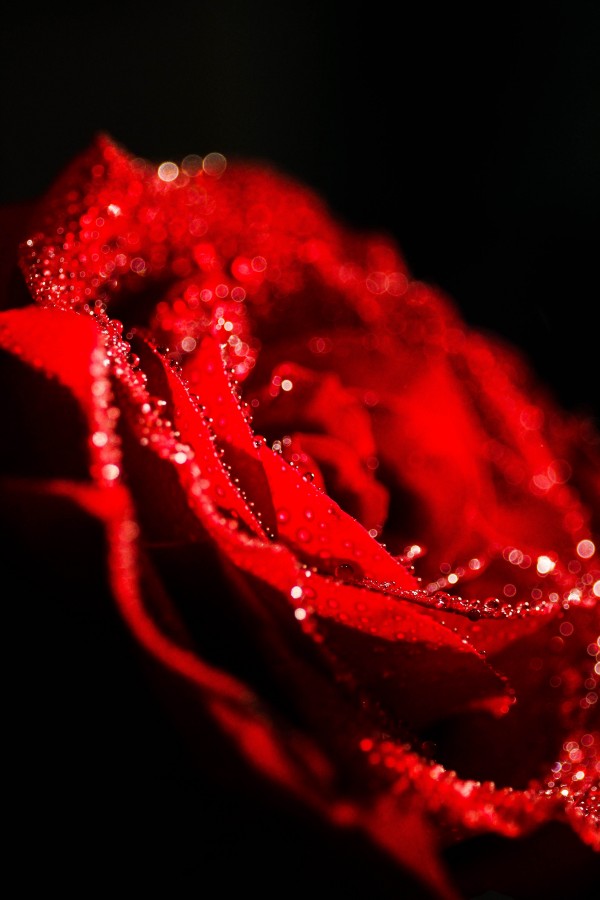 rosa, rojo, flor, fondo negro, pasion, mojado, rocio, concepto, 