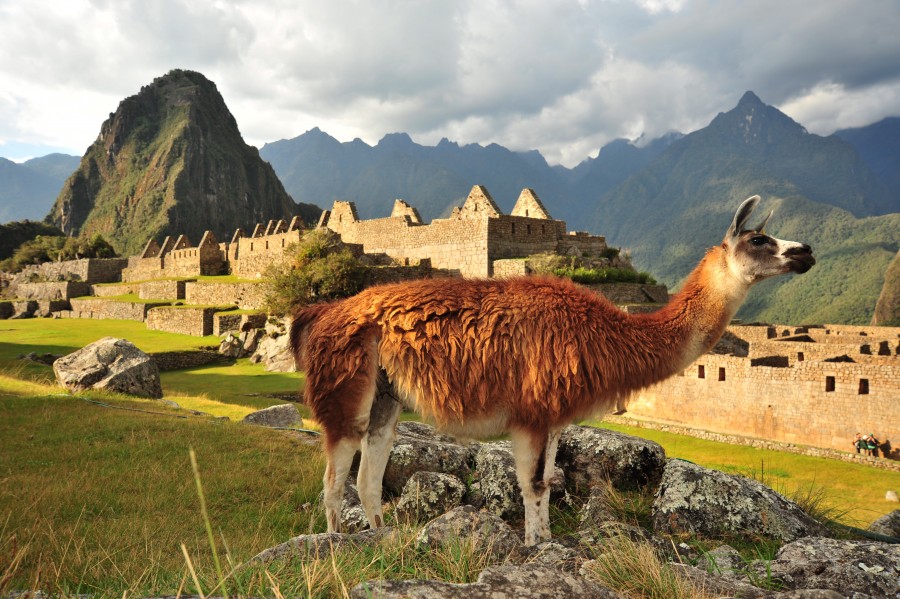 Machu Picchu, Machu Pichu, Peru, America, Latina, Latino, Montaña, Paisaje, Dia, Lugar turistico, Turismo, maravilla, civiliacion, inca, ruinas, ruina, llama, aninal, 