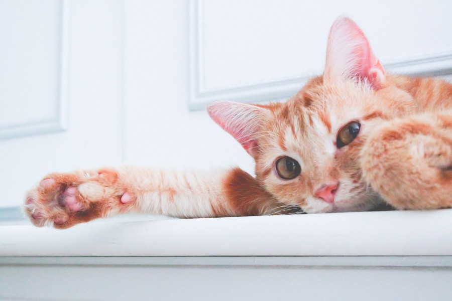 animales gato, vista de frente, mirada, marron, mascota, felino, recostado, 