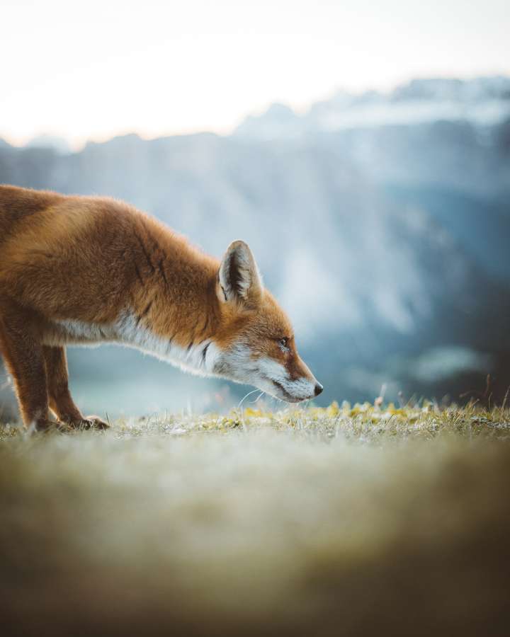 zorro, vida silvestre, salvaje, depredador, rojo, piel, naturaleza, mamífero, cazador, retrato, caza, bestia, lindo, naranja, blanco
