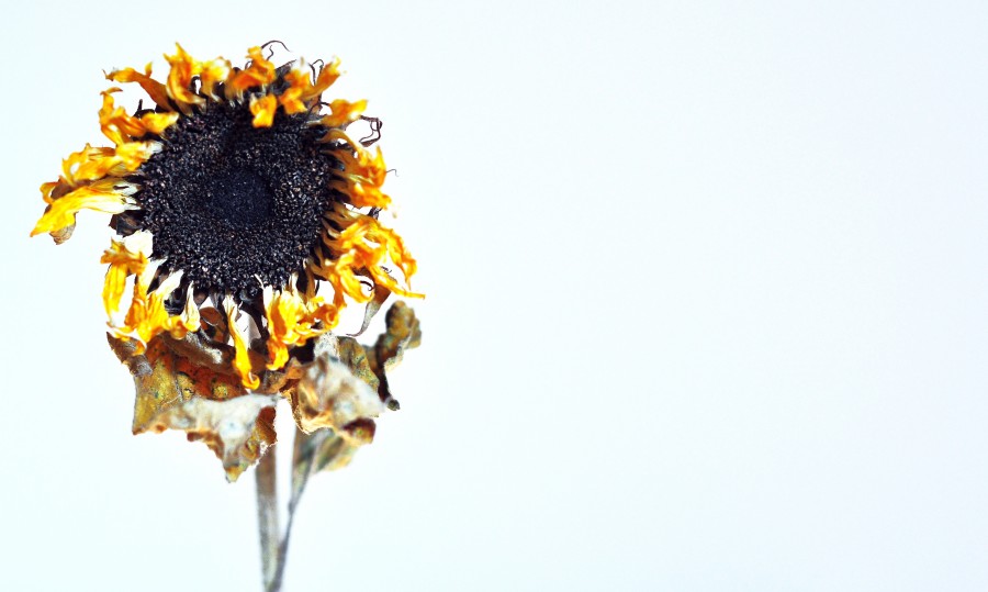 marchito, girasol, seco, muerte, flor, fondo blanco, nadie, muerte, concepto, 
