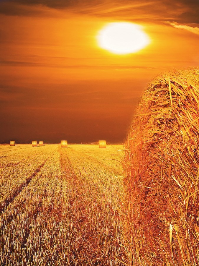 campo, atardecer, fardo, pasto, seco, paisaje, nadie, paja, dorado, 