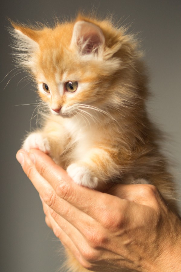 gato, pequeño, animales mascota, uno, sostener, manos, hombre, rubio, 