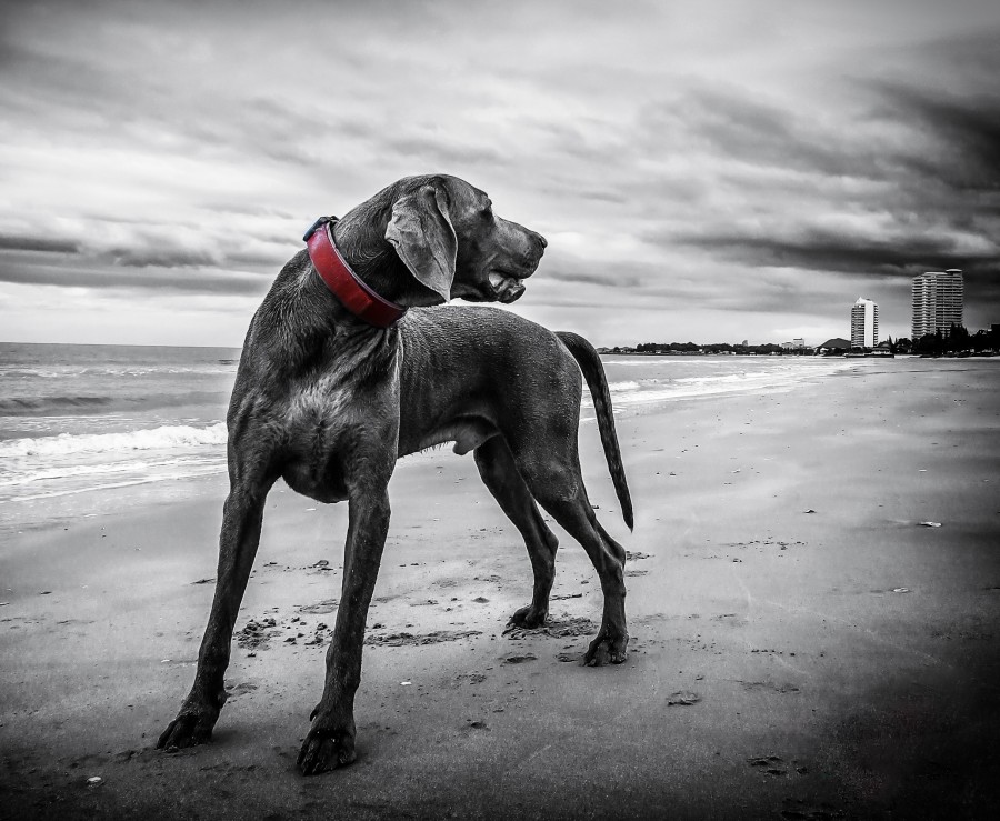 Mascota, cachorro, Perro, Animales, Monada, Retrato, Recortable, Alegre, Mirando a la cámara, Foto de estudio, Fondo con color, Amarillo, Boca abierta, Color, Despreocupado, Boca de animalesUn animales Fotografía, Parte del cuerpo animales pelaje, melena, pelos, adorable, tierno, dulce, jugueton, amable, amigo, amigo fiel, fidelidad, ternura, animal de compañia, animal domestico, familia, mascotas, animales, razas, pura sangre, mestizos, alegre, simpatico, agradable, mimoso, amoroso, canino, can, sabueso,chucho, tuso, crias, cachorritos, imagenes, imagenes gratis, fotografía, gratis, playa, arena, nubes, blanco y negro