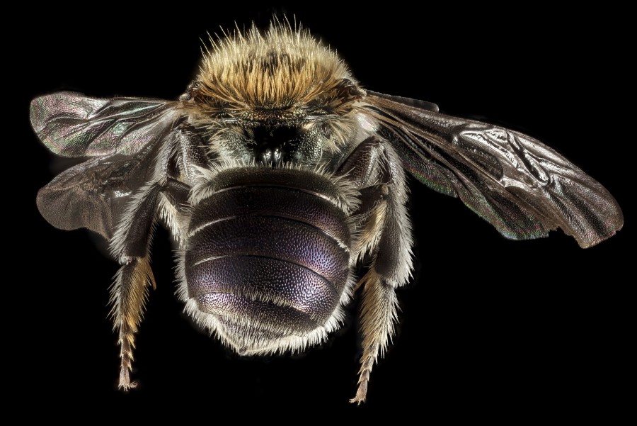 abeja, fondo negro, insecto, volando, avispa, primer plano, alas, 