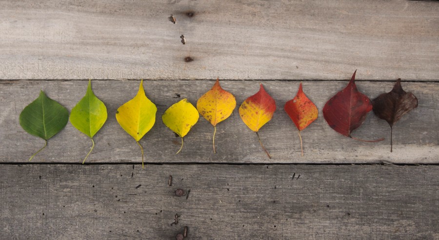 otoño, caida, colores, hojas, hoja, naturaleza, fondo, madera, linea, colores, color, creativo, concepto, estaciones, paso del tiempo, tiempo, 