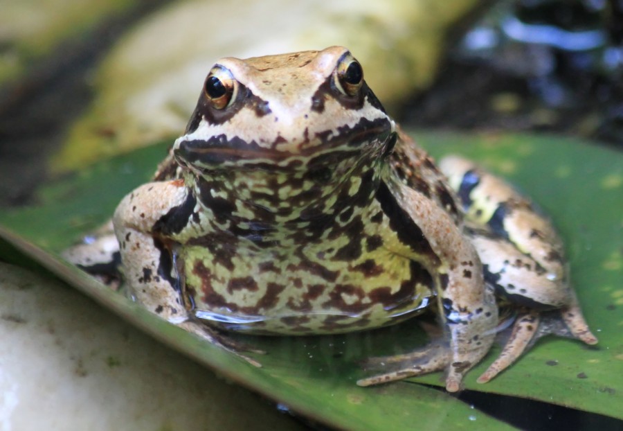 rana, animales selva, tropical, tropico, uno, fauna, naturaleza, 