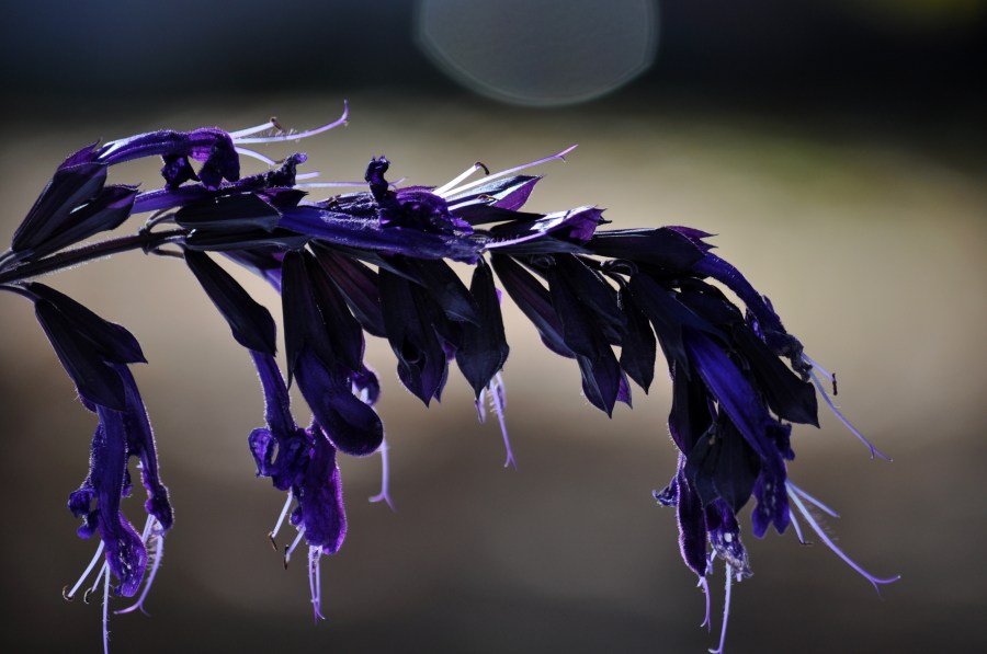 Fondo, Fondos, Hoja, Naturaleza, Plata, Violeta