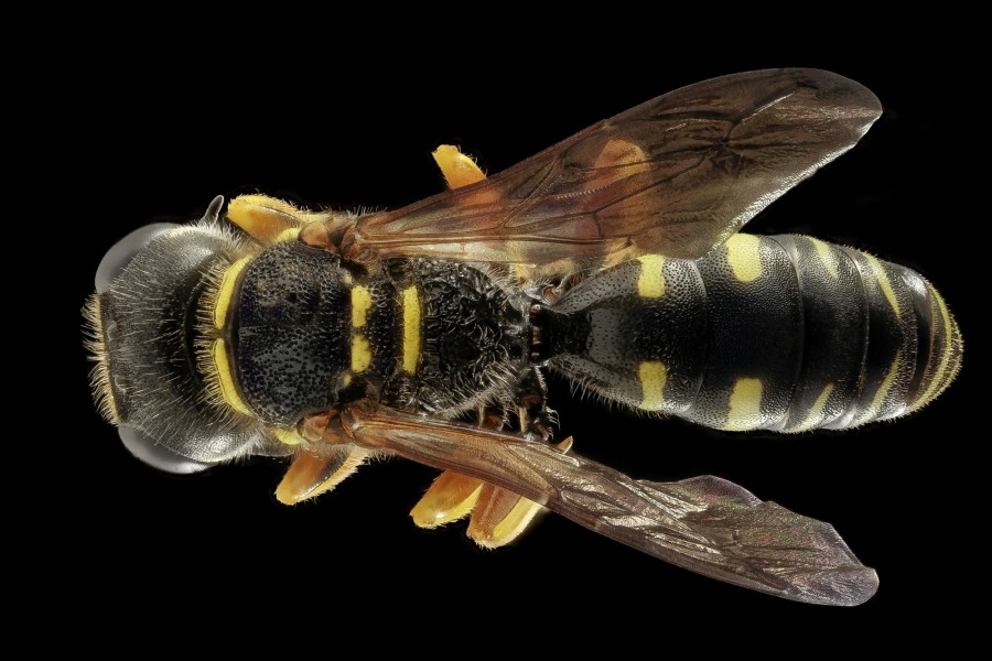 avispa, insecto, primer plano, vista de arriba, fondo negro, 