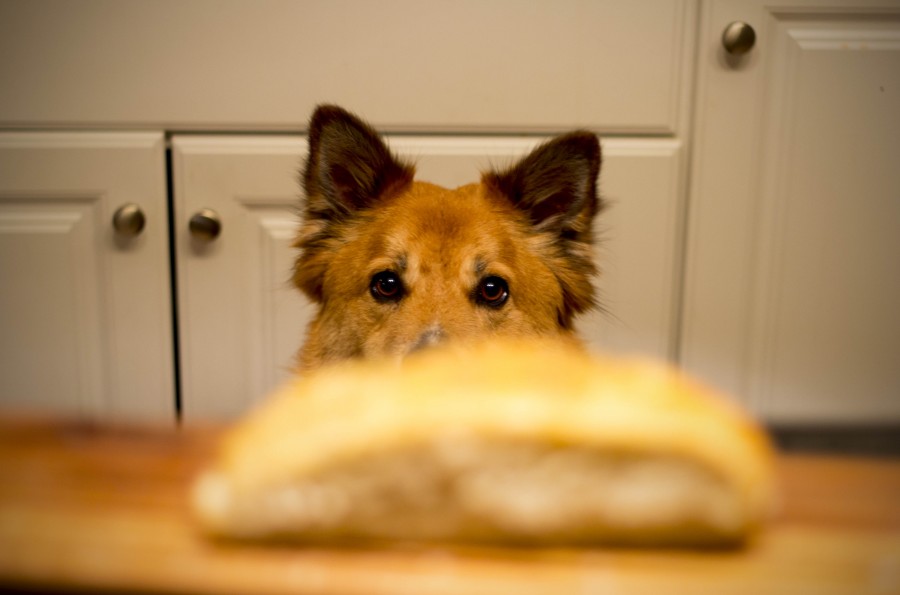 cocina, interior, animales perro, mascota, concepto, deseo, pastor, mirando, comidas, alimento, 