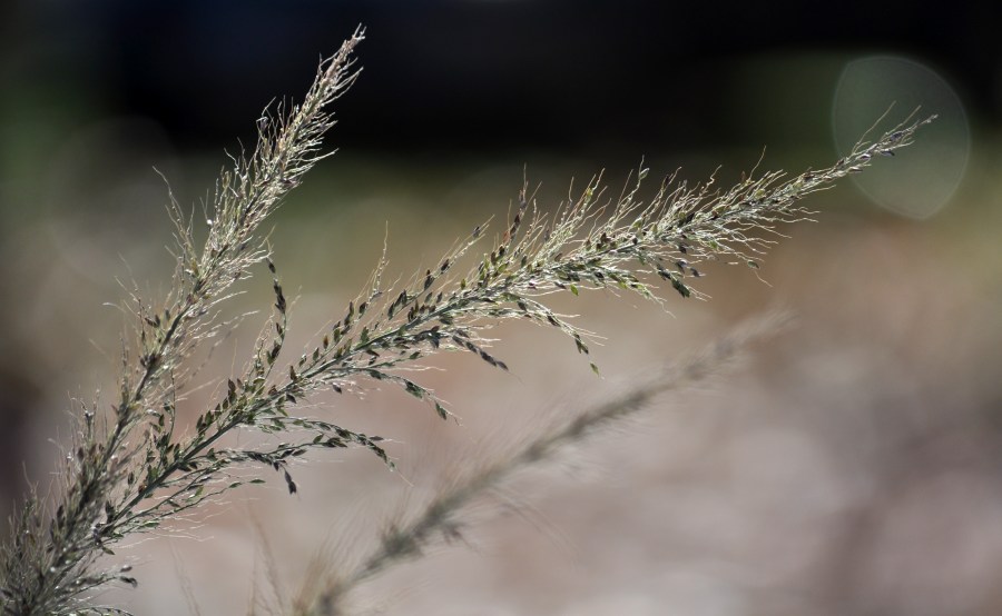 Otoño, Otoñal, Naturaleza, Espigas
