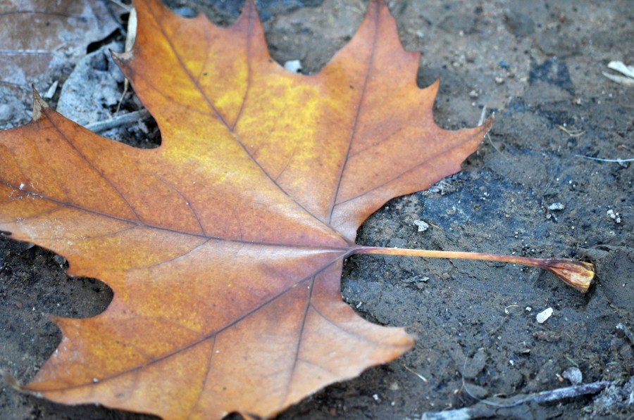 Otoño, Hojas, Hoja, Seco, Otoñal, Fondo, Fondos, Naturaleza,
