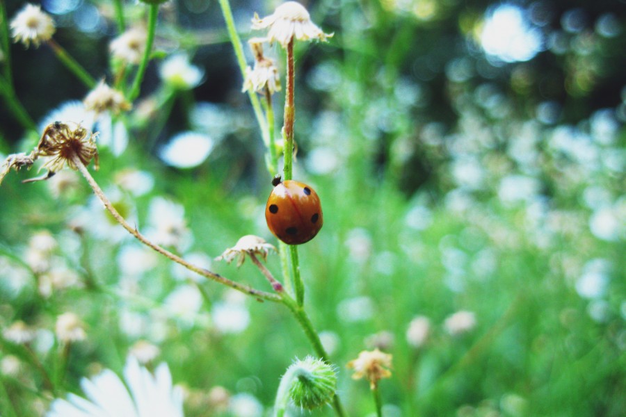 Coccinellidae, naturaleza, jardin, insecto, Vaquita de San Antonio, moteado, motas, uno, primavera, 