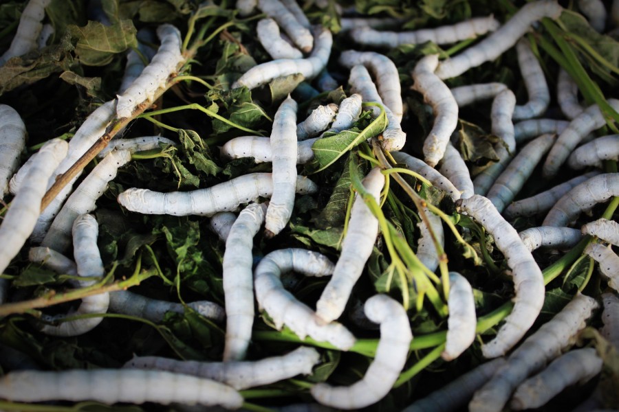 oruga, orugas, mucho, muchos, gusano, naturaleza, 