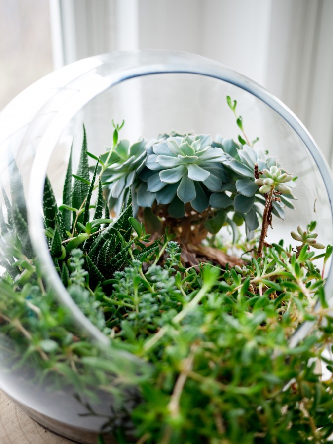 maceta, planta, plantas, naturaleza, ecosistema, verde, 