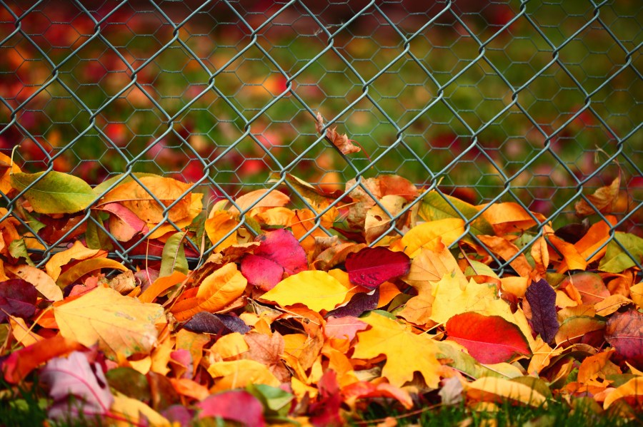 otoño, hoja, hojas, seca, secos, paisaje, urbano, fondo, background, jarding, alambrado, alambre