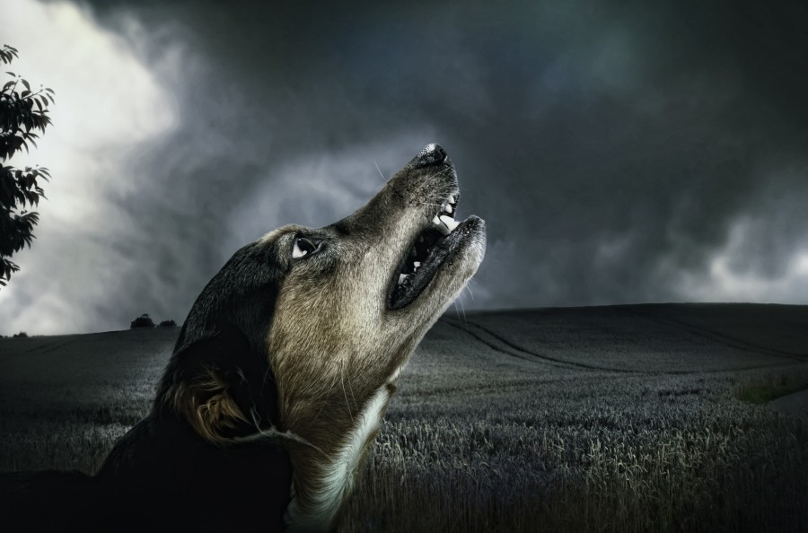 aullar, aullido, noche, anochecer, campo, Mascota, cachorro, Perro, Animales, Monada, Retrato, Recortable, Alegre, Mirando a la cámara, Foto de estudio, Fondo con color, Amarillo, Boca abierta, Color, Despreocupado, Boca de animalesUn animales Fotografía, Parte del cuerpo animales pelaje, melena, pelos, adorable, tierno, dulce, jugueton, amable, amigo, amigo fiel, fidelidad, ternura, animal de compañia, animal domestico, familia, mascotas, animales, razas, pura sangre, mestizos, alegre, simpatico, agradable, mimoso, amoroso, canino, can, sabueso,chucho, tuso, crias, cachorritos, imagenes, imagenes gratis, fotografia, gratis 