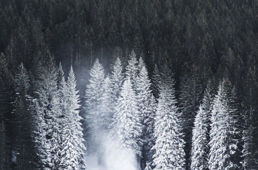 bosque, pino, pinos, invierno, nevado, invierno