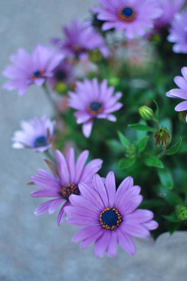 flores, primavera, jardín, planta, tierra, flor, capullo, pimpollo, brote, margarita, lila, naturaleza, verde, hojas, polen, Osteospermum purpura 
