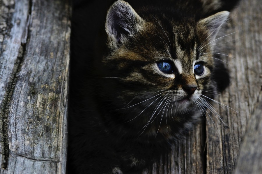 ojos azules, arbol, tronco, entre medio, asomado, gatito, bebé de gato, animales jóvenes, agresivo, caza, gato, pieles, encantadora, animales, carnívoros, lindo, esponjoso, cabello, bebé, mamífero, pata, mascotas, juguetón, retrato, pura sangre, pequeños, curioso, querido , fotos gratis,  imágenes gratis, Gato doméstico, Cabeza de animales Retrato, Gato melado, Monada, Gatito, Animales, Fotografía, Mirando a la cámara, Animal doméstico, Animal joven, Color, Día, Horizontal, Interior, Mascota, Nadie, Ojo de Animales, Parte del cuerpo animales Temas de animales, Un animales adorable, tierno, mascota, peludo, melena, colores, pelos, rayas, felino, minino, micifuz, michino, madrileño, felido, gatuno, 
fondos de pantalla hd, fondos de pantalla 4k, resolucion 4k, salvapantalla