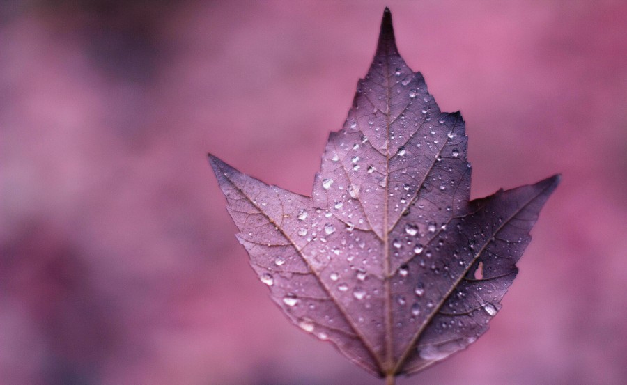 fondo, background, naturaleza, lila, rosa, color, otoño, hoja, seca, seco, nadie, 
