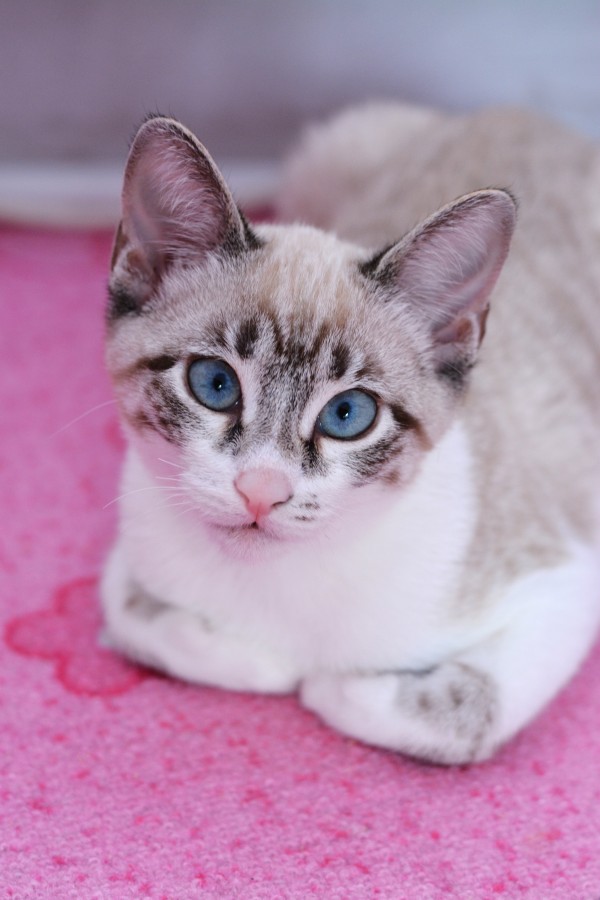 gatito, bebé de gato, animales jóvenes, agresivo, caza, gato, pieles, encantadora, animales, carnívoros, lindo, esponjoso, cabello, bebé, mamífero, pata, mascotas, juguetón, retrato, pura sangre, pequeños, curioso, querido , fotos gratis,  imágenes gratis, Gato doméstico, Cabeza de animales Retrato, Gato melado, Monada, Gatito, Animales, Fotografía, Mirando a la cámara, Animal doméstico, Animal joven, Color, Día, Horizontal, Interior, Mascota, Nadie, Ojo de Animales, Parte del cuerpo animales Temas de animales, Un animales adorable, tierno, mascota, peludo, melena, colores, pelos, rayas, felino, minino, micifuz, michino, madrileño, felido, gatuno