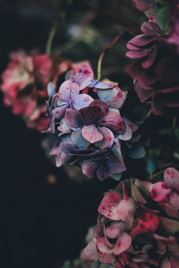 flores, naturaleza, pétalos, plantas, belleza, colorido, primavera, Hortensias