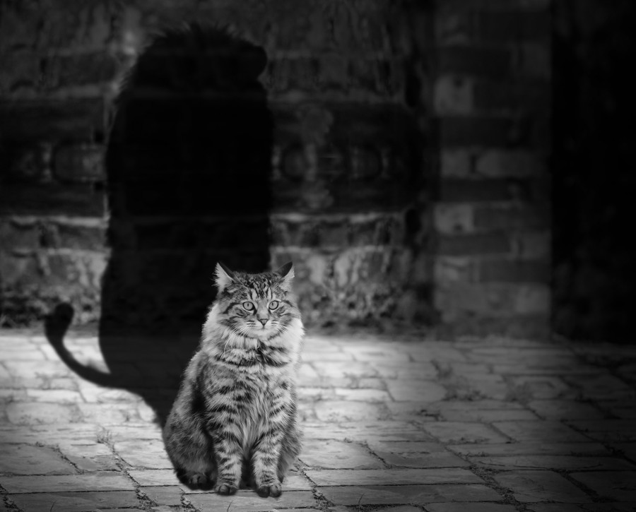gatito, bebé de gato, animales jóvenes, agresivo, caza, gato, pieles, encantadora, animales, carnívoros, lindo, esponjoso, cabello, bebé, mamífero, pata, mascotas, juguetón, retrato, pura sangre, pequeños, curioso, querido , fotos gratis,  imágenes gratis, Gato doméstico, Cabeza de animales Retrato, Gato melado, Monada, Gatito, Animales, Fotografía, Mirando a la cámara, Animal doméstico, Animal joven, Color, Día, Horizontal, Interior, Mascota, Nadie, Ojo de Animales, Parte del cuerpo animales Temas de animales, Un animales adorable, tierno, mascota, peludo, melena, colores, pelos, rayas, felino, minino, micifuz, michino, madrileño, felido, gatuno, fondos de pantalla hd, fondos de pantalla 4k, resolución 4k, salvapantalla
