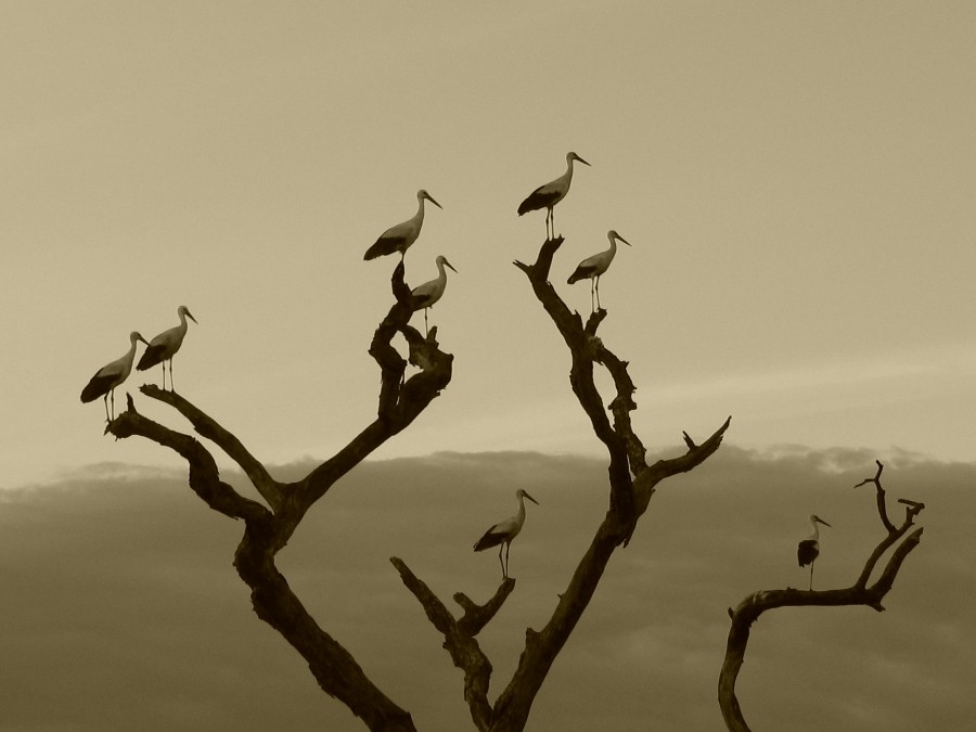 paisaje, fondo, background, ave, aves, garza, arbol, rama, ramas, naturaleza, blanco y negro, nadie, 