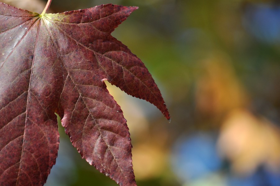 Otoño, Hojas, Otoñal, Fondo, Fondos, Hoja, Naturaleza