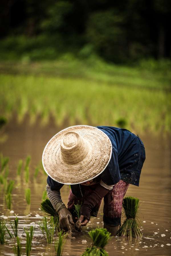 una persona, exterior, dia, asia, sombrero, agua, arroz, cultivo, cosecha, plantacion, primer plano, recoger, planta, cereal, alimento, trabajo, actividad, 