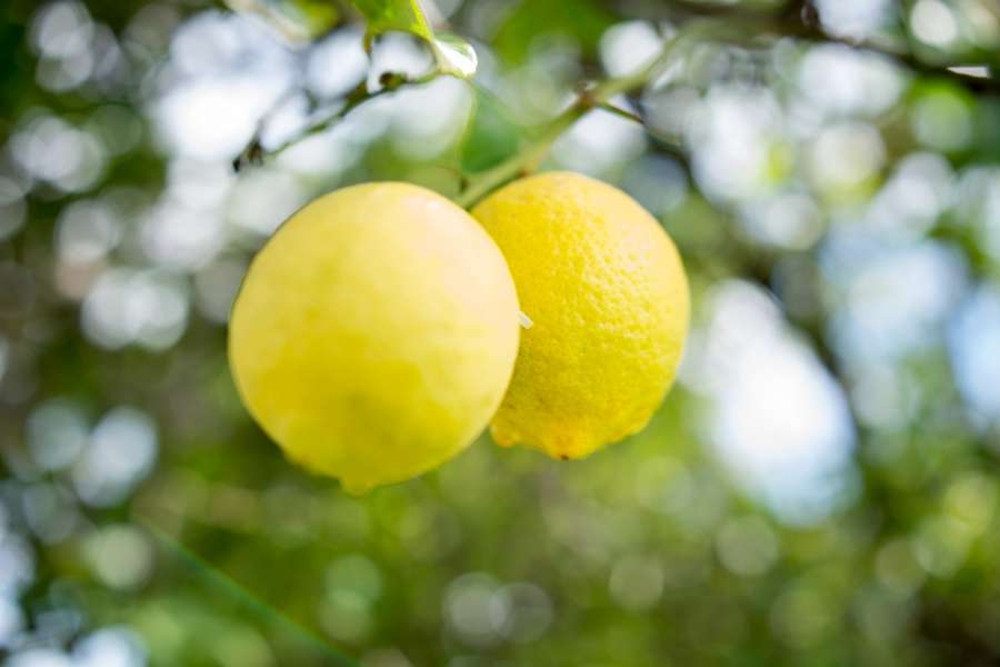 limon, limonero, limones, planta, verano, fruto, florecer, amarillo, fruta, primer plano, nadie, dos, 