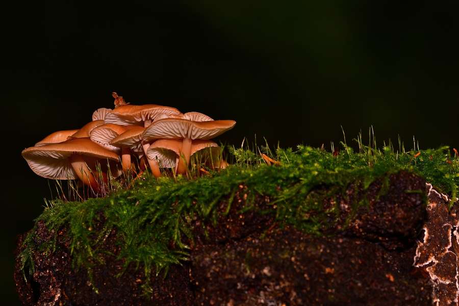 naturaleza, hábitat, hongo, hábitat, naturaleza, ecología, bosque, hongos, branquias, hierba, verde, mohos, moho, montaña,reino fungi, tóxico, humus,fungi