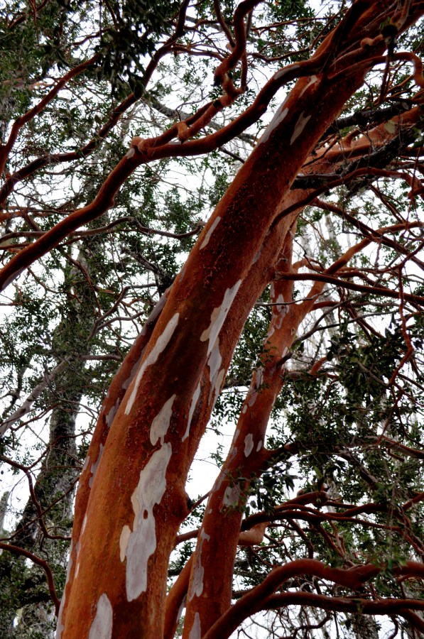 Arbol, arrayan, patagonia, argentina, corteza, 