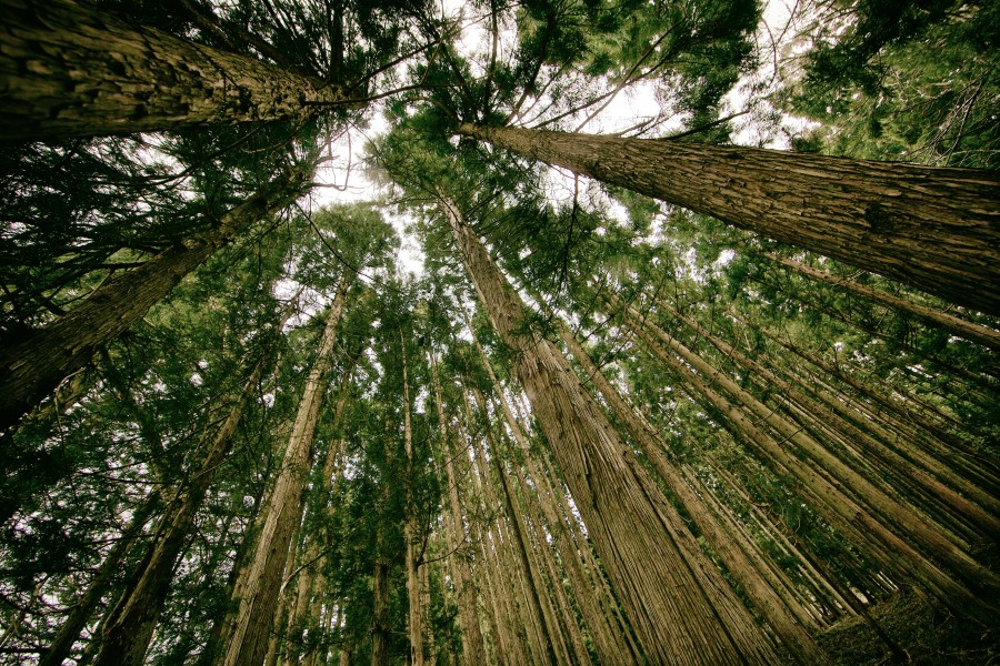 bosque, naturaleza, paisaje, aire libre, exterior, vista de abajo, arbol, arboles, 