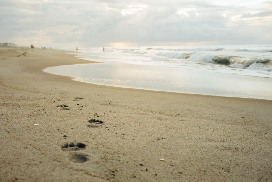huella, huellas, playa, mar, dia, caminar, concepto, nadie, paisaje, atardecer, 
