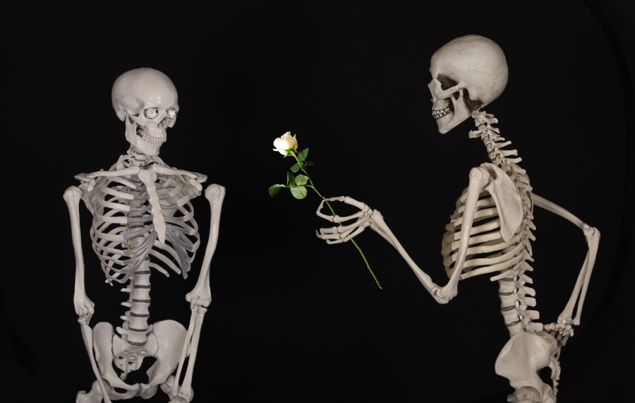 esquelético, flor, felicidades, amistad, amor, huesos, esqueleto, fondo negro, rosa blanca, concepto