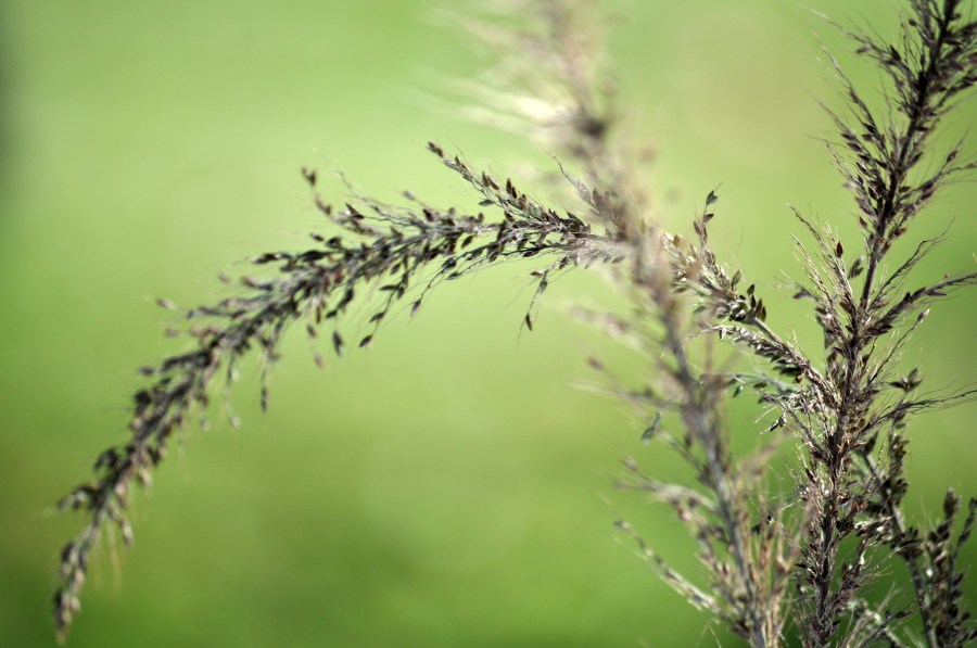 Fondo, Fondos, Background, Verde, Naturaleza, Planta