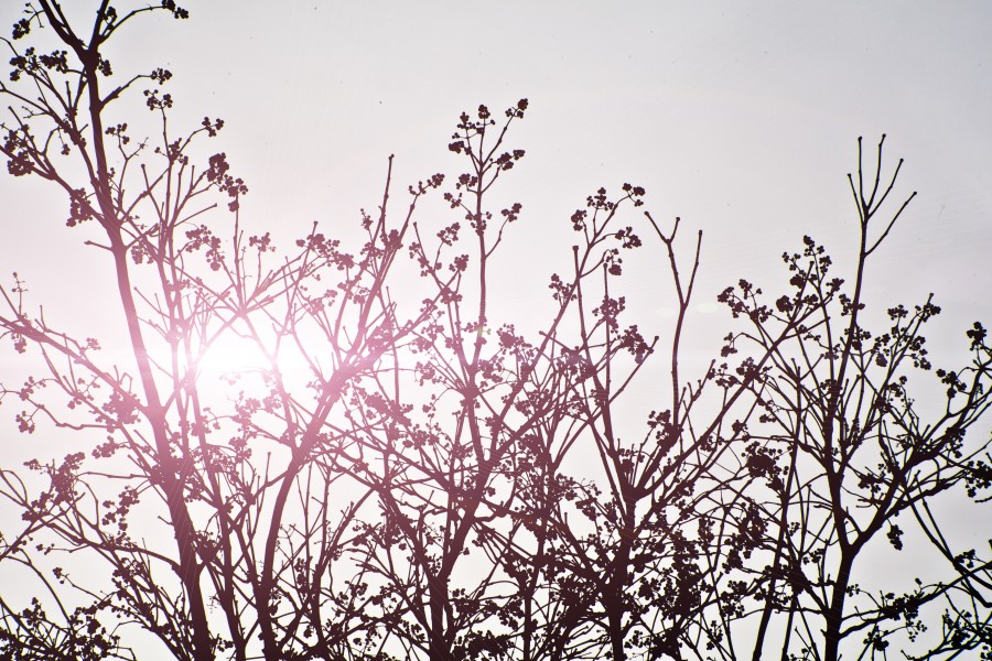 arbol, fondo, background, otoño, invierno, naturaleza, atardecer, rosa, color, ramas, 