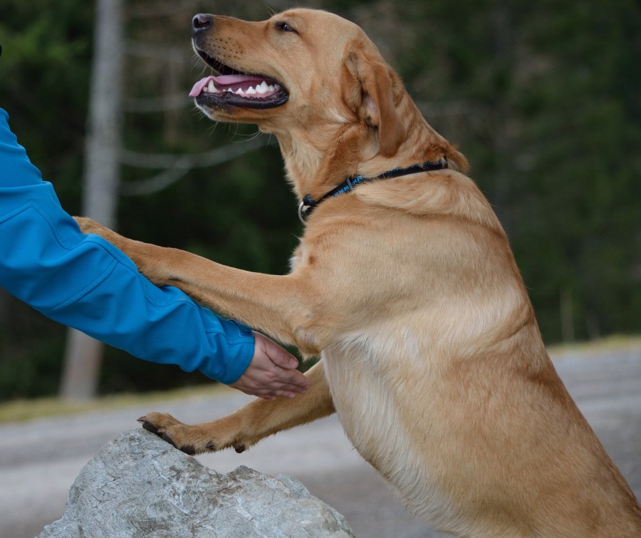 perro, mascota, animales fiel, amigo, hombre, caricia, labrador, labrador retriever, 