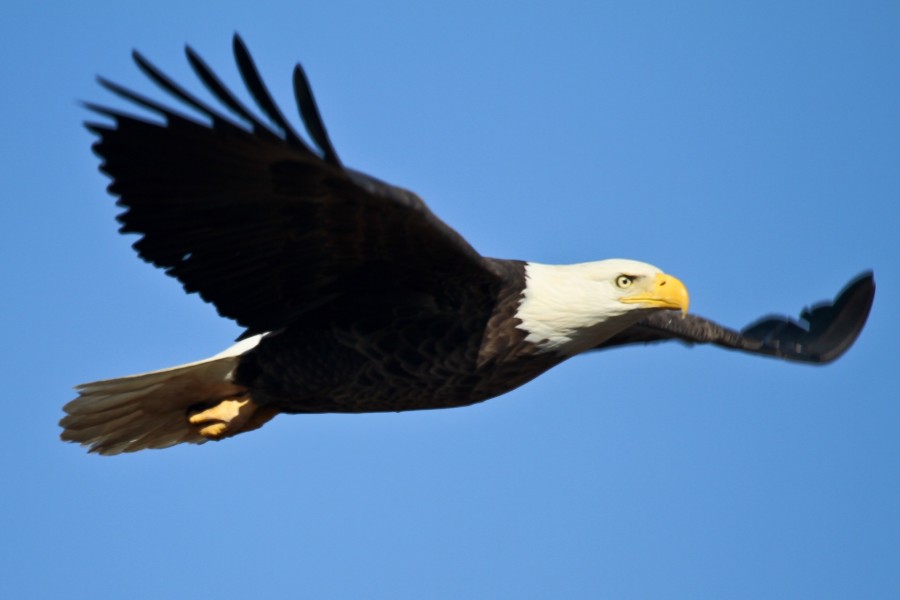 aguila, aguila americana, volando, pajaro, ave, volar, salvaje