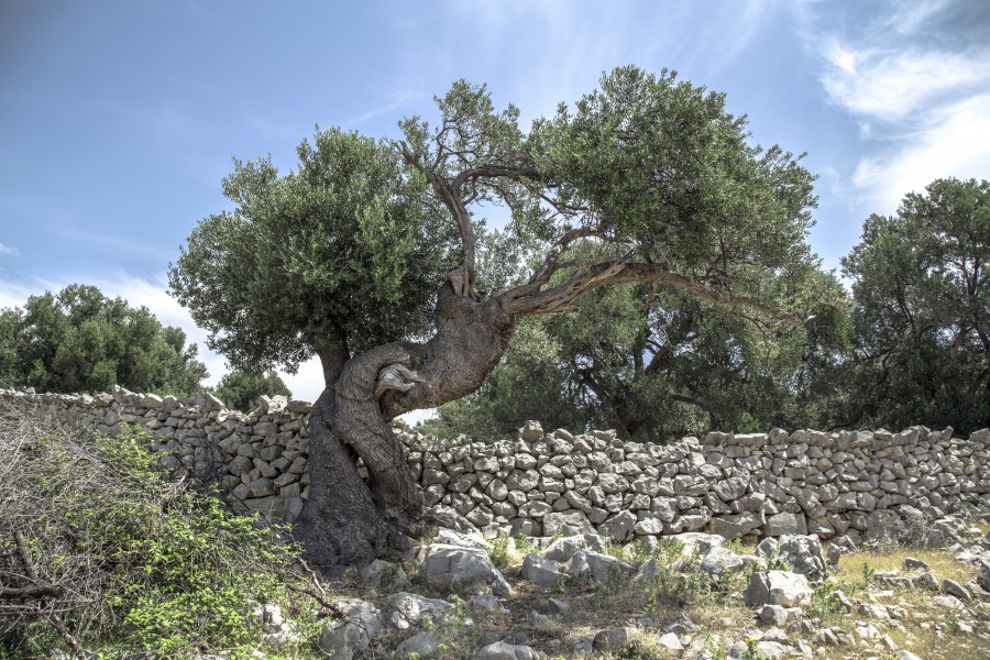 arbol, olivo, oliva, naturaleza, frutal, croacia, europa, 