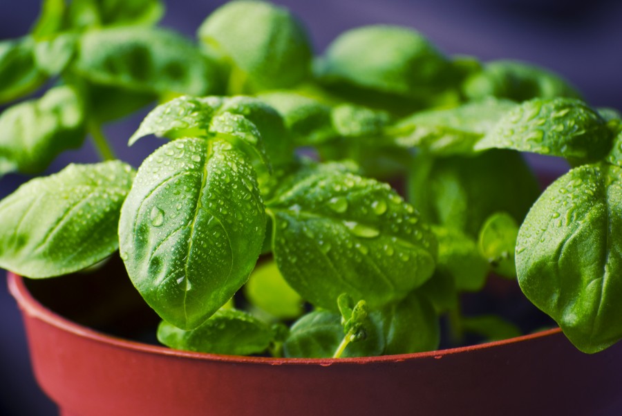 planta, albahaca, aromatica, 