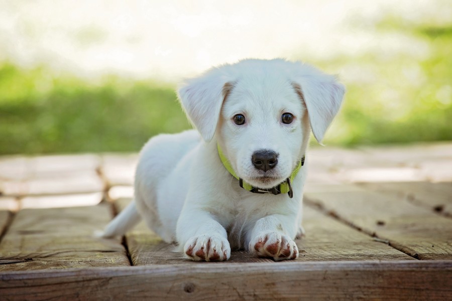 cachorro blanco cachorro, perro, mascota, animales, lindo, blanco, adorable, perrito, buscando , fotos gratis,  imágenes gratis, perro