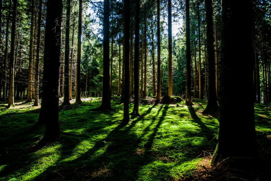 bosque, dia, naturaleza, exterior, aire libre, verde, musgo, 