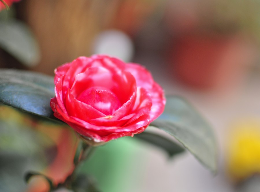 flores, primavera, jardín, planta, tierra, flor, capullo, pimpollo, brote, margarita, malvon, naturaleza, verde, hojas, maceta, rojo, camelia