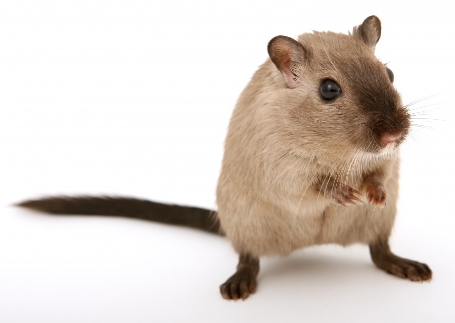 hamster, raton, fondo blanco, roedor, animales uno, 