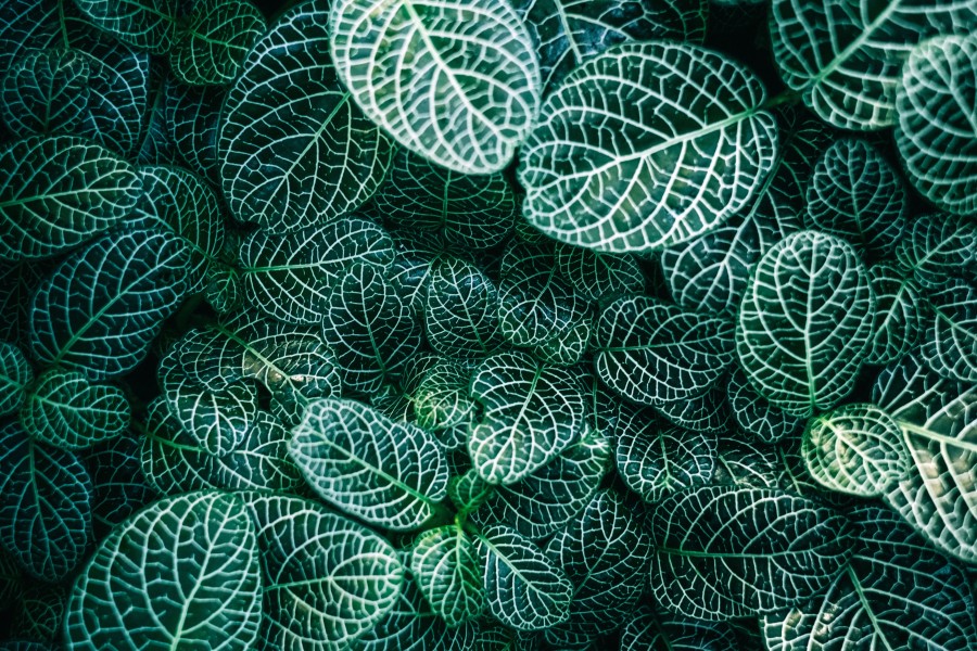 hojas, planta, background, fondo, primer plano, naturaleza, verde, 